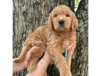 Goldendoodle Puppy for sale in Mount Vernon, OH, USA