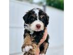 Mutt Puppy for sale in Sioux Falls, SD, USA