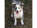 Miniature Australian Shepherd Puppy for sale in Ocala, FL, USA