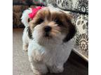 Shih Tzu Puppy for sale in Marysville, WA, USA