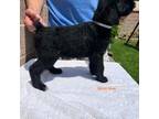 Schnauzer (Giant) Puppy for sale in Bellflower, CA, USA