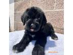 Schnauzer (Giant) Puppy for sale in Bellflower, CA, USA