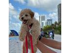 Maltipoo Puppy for sale in Miami Beach, FL, USA