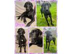 Adopt Perrin a Mixed Breed