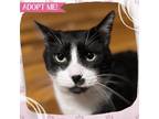 Adopt Elvis a Domestic Short Hair