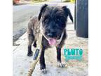 Adopt Pluto a Schnauzer, Poodle