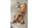 Adopt Jerry a Cattle Dog, Mixed Breed