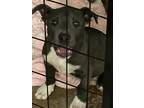 Adopt Rollie a Pit Bull Terrier, Mixed Breed
