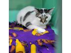 Adopt DO SI DO - FFPR a Domestic Short Hair