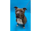 Adopt JD A047552 a Pit Bull Terrier, Mixed Breed