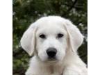 Adopt O'Neal a Great Pyrenees