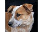 Adopt Rodney a Cattle Dog