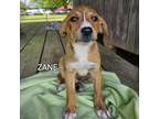 Adopt Zane a Mixed Breed