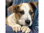 Adopt Noble a Cattle Dog, Shepherd
