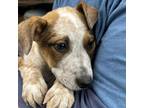 Adopt Fitzroy a Cattle Dog, Shepherd