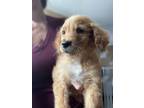 Adopt Brody a Golden Retriever, Poodle