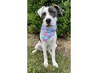 Adopt SNOOPY a Labrador Retriever, Terrier