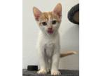 Adopt Sweet Tart a Domestic Short Hair