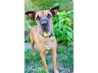 Adopt Denver a Shar-Pei, Labrador Retriever