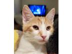 Adopt Medford a Domestic Short Hair