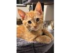 Adopt Donny a Domestic Short Hair