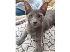 Adopt Lainey a Domestic Short Hair