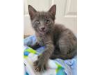 Adopt Lainey a Domestic Short Hair