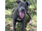 Adopt Connor a Pit Bull Terrier