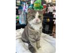 Adopt Sterling a Domestic Short Hair