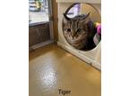 Adopt Tiger a Domestic Short Hair