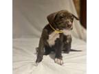 Adopt Newton a Pit Bull Terrier