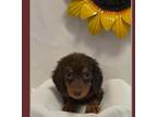Dachshund Puppy for sale in Kansas City, KS, USA