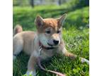 Shiba Inu Puppy for sale in Seneca Falls, NY, USA