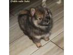 American Eskimo Dog Puppy for sale in Bandon, OR, USA