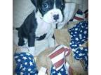 Boxer Puppy for sale in Liverpool, PA, USA