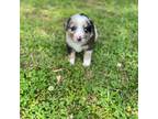 Australian Shepherd Puppy for sale in Lagrange, GA, USA