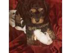 Cavapoo Puppy for sale in Burlington, MA, USA
