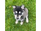 Alaskan Klee Kai Puppy for sale in Saugerties, NY, USA