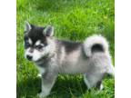 Alaskan Klee Kai Puppy for sale in Saugerties, NY, USA