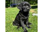 Labrador Retriever Puppy for sale in Abingdon, VA, USA