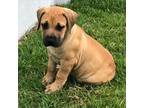Boerboel Puppy for sale in Sugarcreek, OH, USA