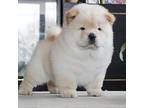Chow Chow Puppy for sale in Sugarcreek, OH, USA