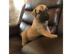 Boerboel Puppy for sale in Sugarcreek, OH, USA