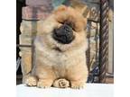 Chow Chow Puppy for sale in Sugarcreek, OH, USA