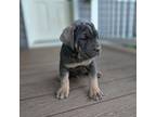 Cane Corso Puppy for sale in Oxford, PA, USA