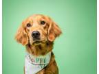 Adopt Doyle - PENDING a Golden Retriever, Mixed Breed