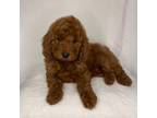 Poodle (Toy) Puppy for sale in Pomona, CA, USA