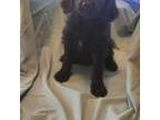 Labradoodle Puppy for sale in Livermore Falls, ME, USA
