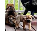 Chinese Shar-Pei Puppy for sale in Pottstown, PA, USA