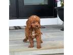 Cavapoo Puppy for sale in Vienna, VA, USA